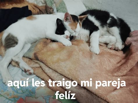 aww en español|Traducción Aww, al Español .